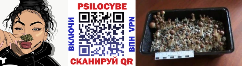 blacksprut ТОР Артёмовск Галлюциногенные грибы Psilocybine cubensis закладки
